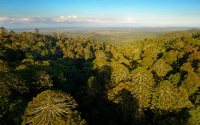 AUS - Bunya Mountains NP d0029
